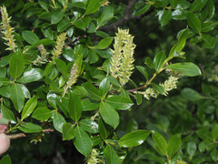 Salix waldsteiniana
