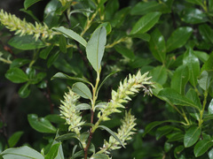 Salix waldsteiniana