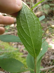 Oclemena acuminata