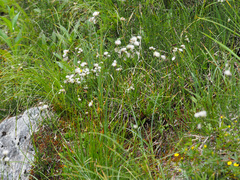 Eriophorum latifolium