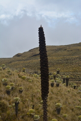 Puya hamata
