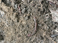 Aporrectodea caliginosa