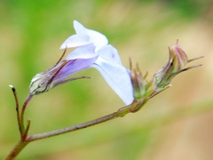 Lobelia linearis