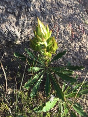 Berkheya armata