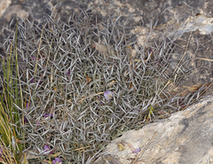 Astragalus panamintensis