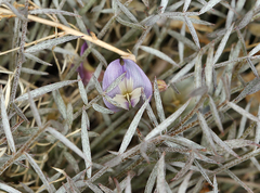 Astragalus panamintensis