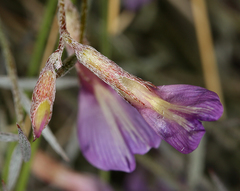 Astragalus panamintensis