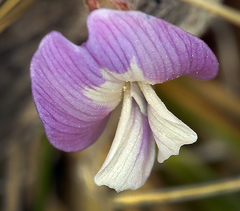 Astragalus panamintensis