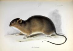 Brazilian Marsh Rat photo 5