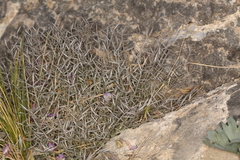 Astragalus panamintensis