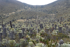 Puya hamata