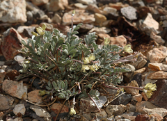 Astragalus platytropis