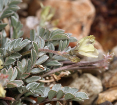 Astragalus platytropis