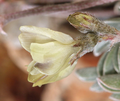 Astragalus platytropis
