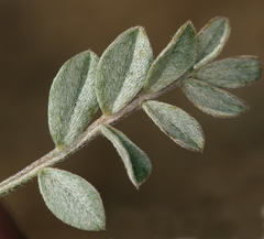 Astragalus platytropis