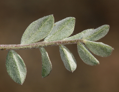Astragalus platytropis