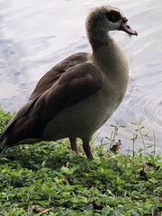 Alopochen aegyptiaca