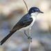 Restless Flycatcher - Photo (c) Lip Kee Yap, some rights reserved (CC BY-SA)