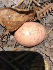 Nyctidromus albicollis