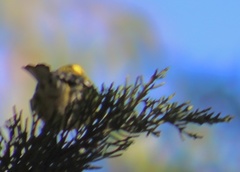 Setophaga occidentalis