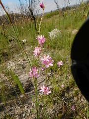 Ixia flexuosa