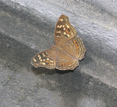 Junonia erigone