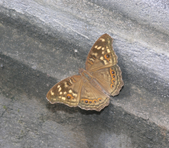Junonia erigone