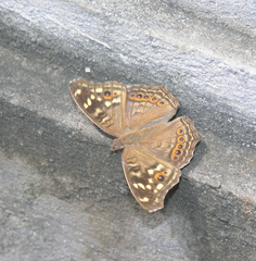 Junonia erigone