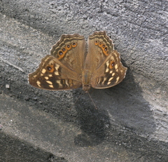 Junonia erigone