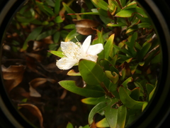 Myrtus