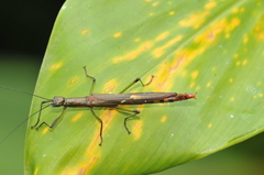 Damasippus
