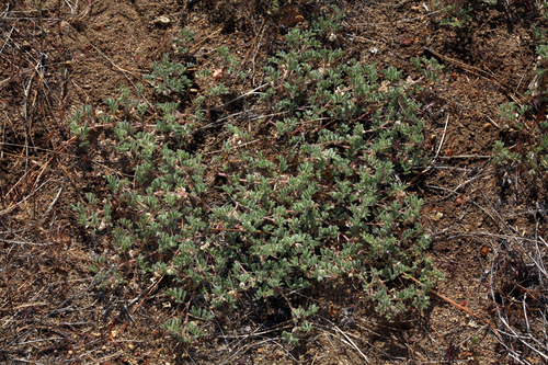 Astragalus pulsiferae var. pulsiferae