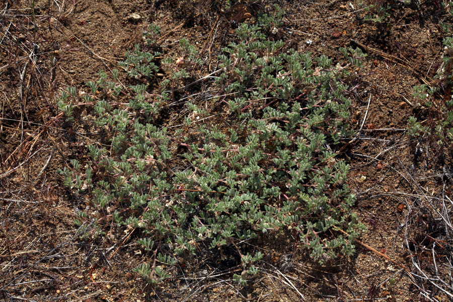 Astragalus pulsiferae var. pulsiferae