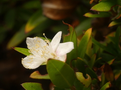 Myrtus
