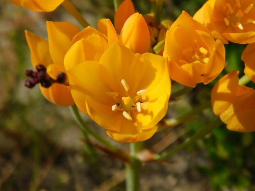 Ornithogalum dubium