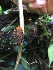 Spartocera pantomima