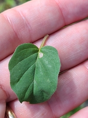 Boerhavia diffusa image