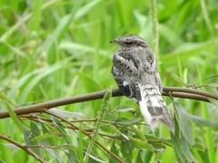 Hydropsalis climacocerca