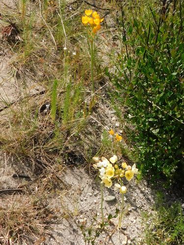 Ornithogalum dubium
