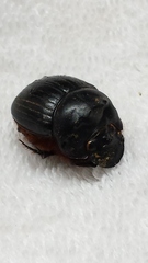 Dichotomius amplicollis