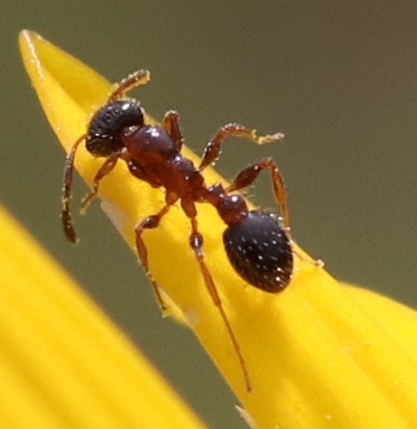 Temnothorax pergandei