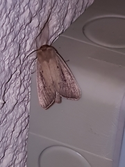 Sesamia nonagrioides