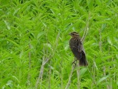 Leistes militaris