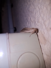 Sesamia nonagrioides