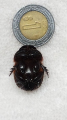 Dichotomius amplicollis
