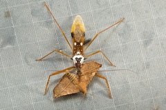 Epidaus famulus