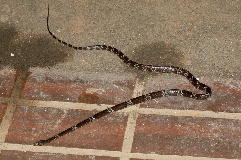 Butler's Wolf Snake from Fraser's Hill, Pahang, Malaysia on February 24 ...