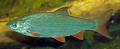 Common Nase photo 5