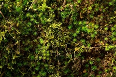 Liphistius malayanus