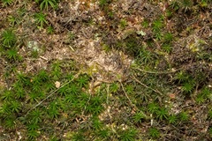 Liphistius malayanus